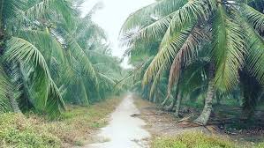 El Nino dan Sedimentasi Faktor Penyebab Kerusakan Lahan Perkebunan Kelapa Rakyat